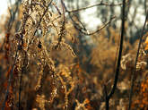 photo.php?category_id=237&file_id=4627&fileBackPage=1&filesPage=8