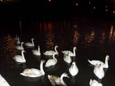 photo.php?category_id=243&file_id=4776&fileBackPage=1&filesPage=4