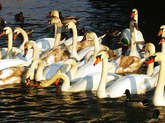 photo.php?category_id=243&file_id=4785&fileBackPage=1&filesPage=13