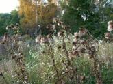 photo.php?category_id=244&file_id=4795&fileBackPage=1&filesPage=2